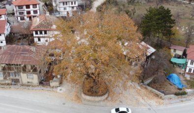 Tarihi ilçenin gerdanlığı: 500 yıllık çınar ağacı