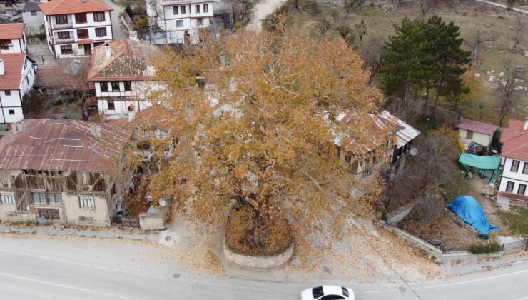 Tarihi ilçenin gerdanlığı: 500 yıllık çınar ağacı