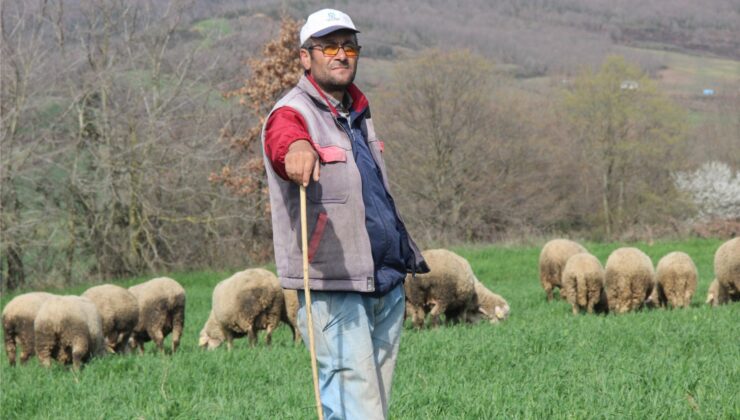 Şehir hayatından sıkıldı, çobanlık yapmaya başladı