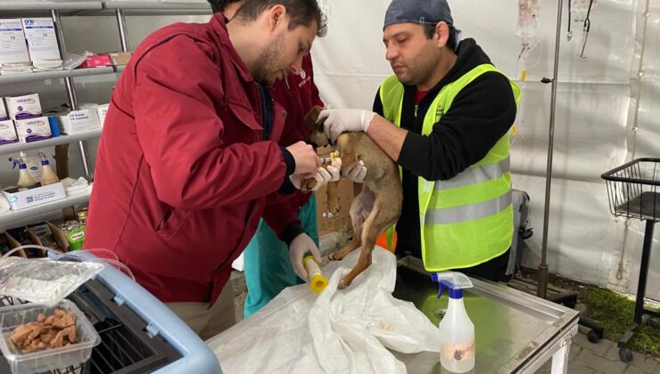 Patibüs Defne’de hayvanların yaralarını sarıyor