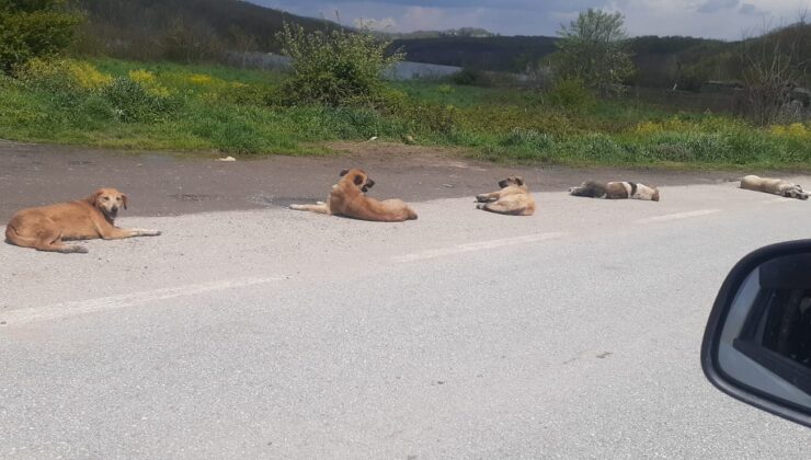 Köpekli yol…