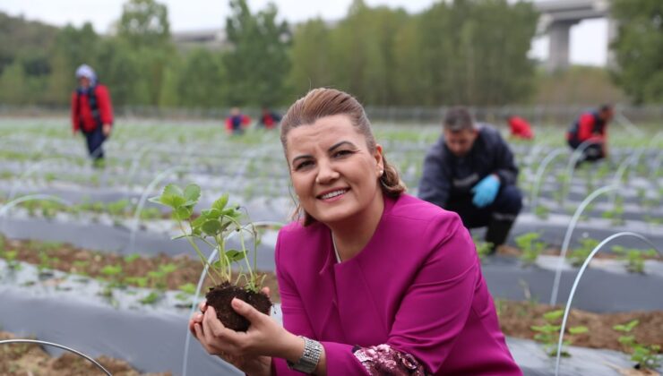 İzmit Belediyesi’nin çilekleri ağızları tatlandıracak