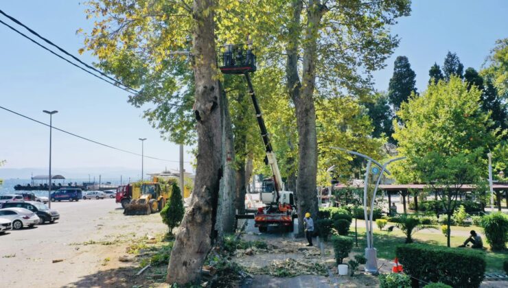 Tarihi çınarlar bakıma alındı