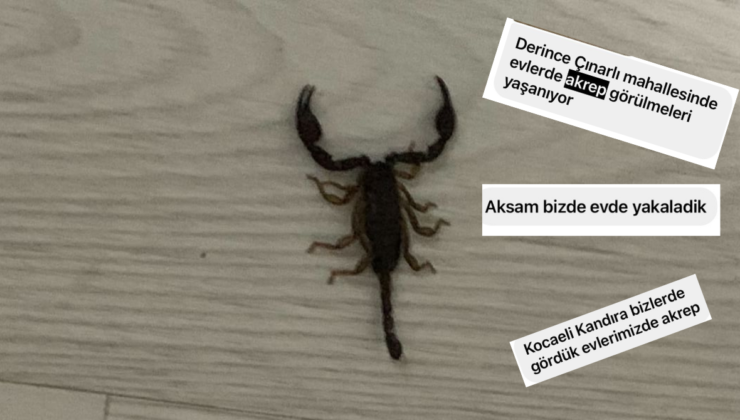 Kocaeli’de akrep istilası