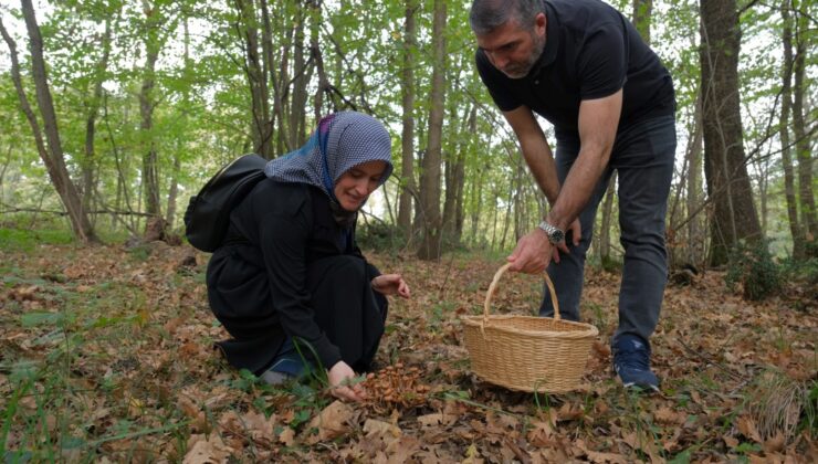 Ormanya’da mantar avı düzenlendi