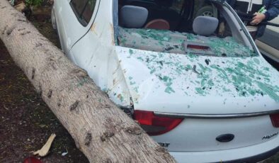 Ağaç 2 otomobilin üstüne devrildi: Sürücü yara almadan kurtuldu