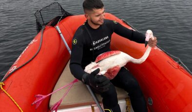 İzmit Körfezi’nde mahsur kalan yaralı flamingoyu kurtardılar