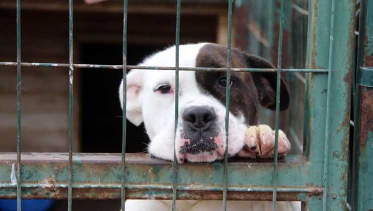 Sokağın köpek sesi