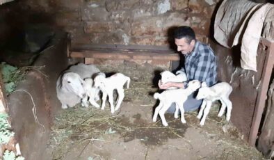 Bolu’da bir koyun seferde beşiz doğurdu