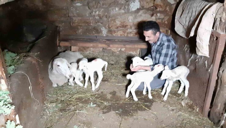 Bolu’da bir koyun seferde beşiz doğurdu