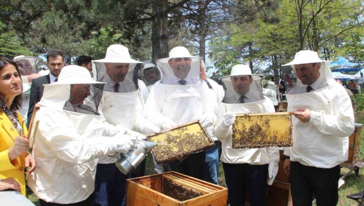 Kovanda arı, Yığılca’da hayat var