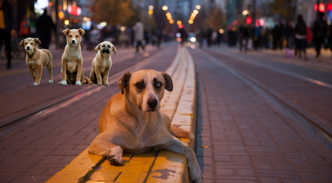 Kocaeli’de sokak hayvanları için tedbirler