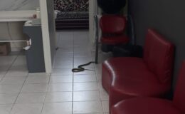 Kuaförde yılan paniği