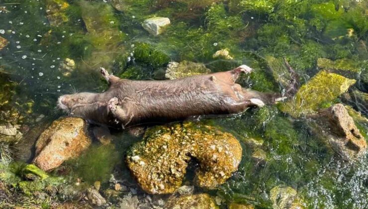 Yalova’da kıyıya ölü su samuru vurdu