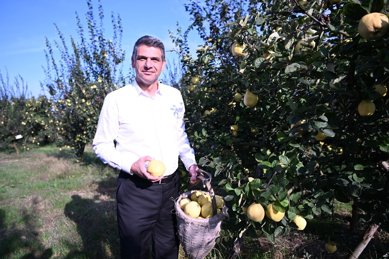 Eşme Ayva Festivali 20 Ekim’de düzenlenecek