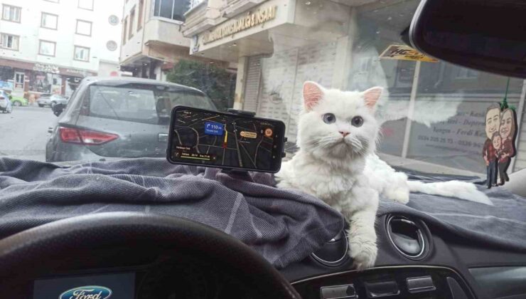 Kapısı 10 saniye açık unutulan binadaki kedinin çalındığı anlar kamerada