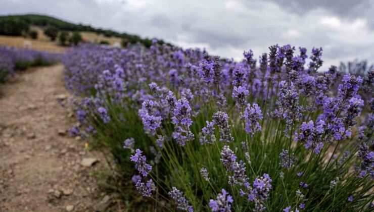 Lavanta: Sağlık ve güzelliğin doğal ilacı