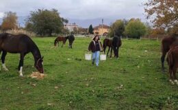 At sevgisiyle başlayan hobi hipodromda devam ediyor: Kurduğu tesiste yarış atı üretiyor